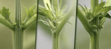 hermaphrodite cannabis plants and how to detect them