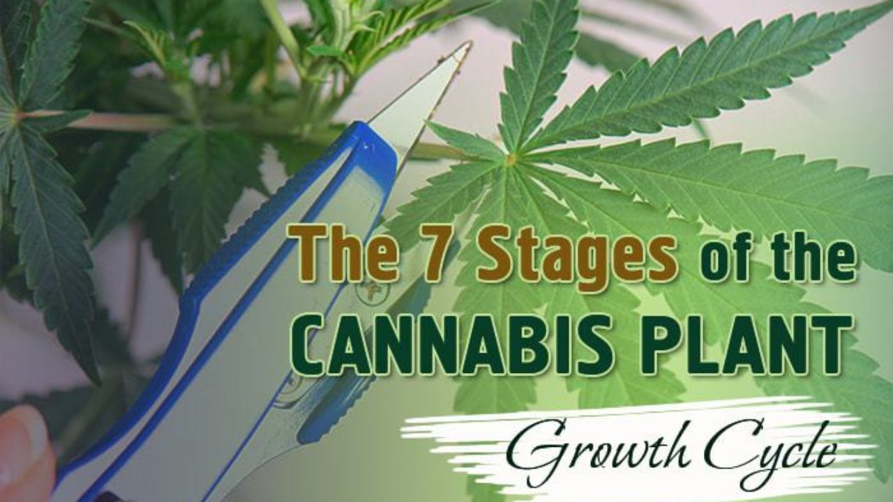 Cannabis Grow Cycle Chart